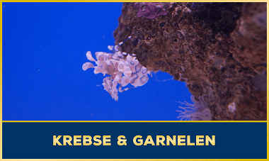 Krebs & Garnele